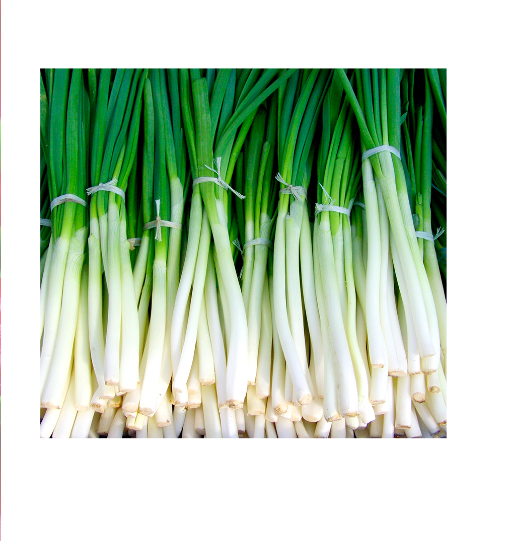 Spring Onion